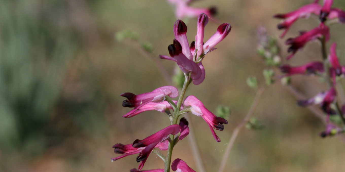 Fumeterre officinale